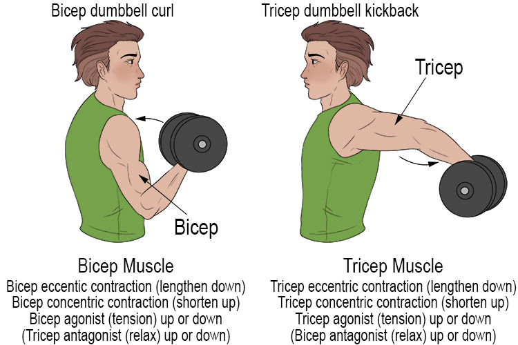 Antagonistic muscles work in pairs and opposites. A clear example is as follows: